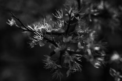 Close-up of flowering plant