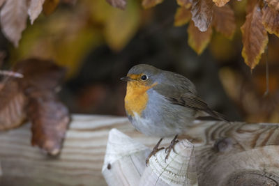 A robin sits on a wooden fence