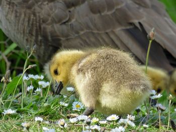 Close-up of a gosling