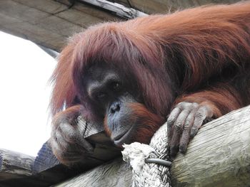 Close-up of a monkey