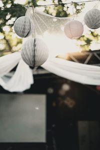 Low angle view of white flower hanging on plant