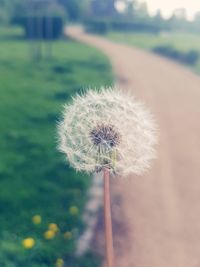 Close-up of dandelion against blurred background