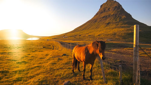 Horse standing on a land