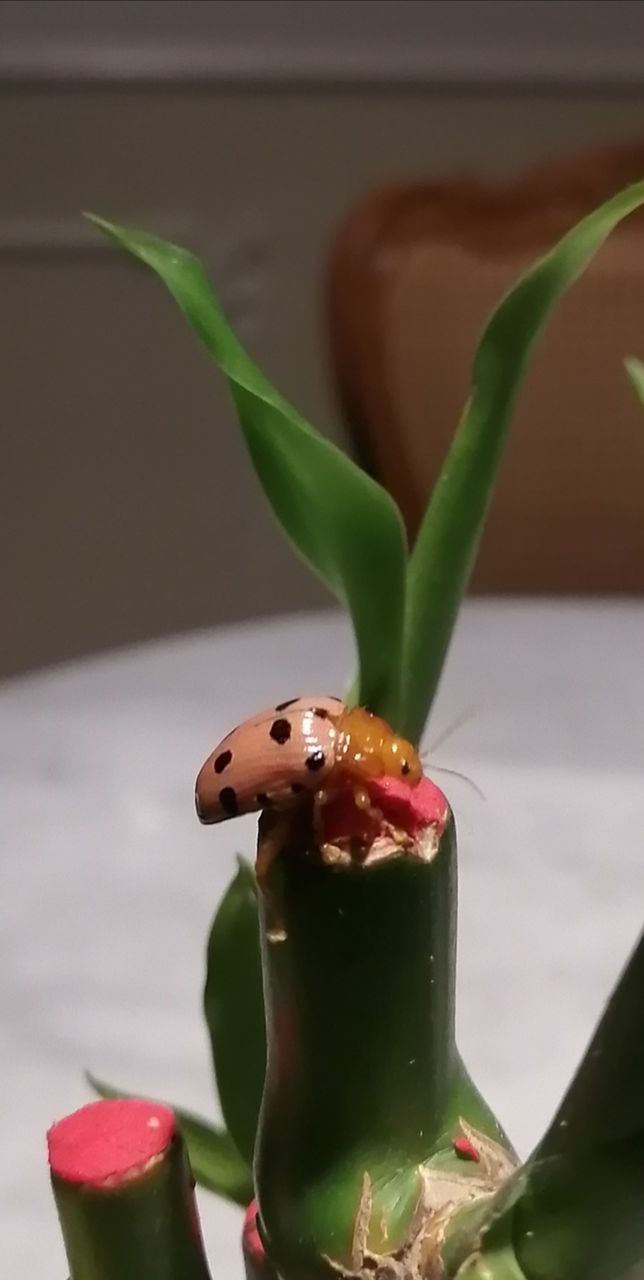 green color, close-up, plant, focus on foreground, no people, indoors, plant part, leaf, growth, freshness, nature, vegetable, food, succulent plant, food and drink, potted plant, still life, cactus, home interior, selective focus, houseplant