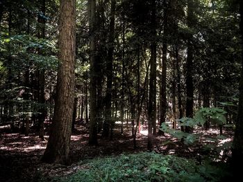 Trees in forest