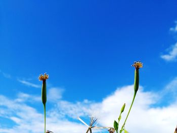 Low angle view of flowering plant against blue sky