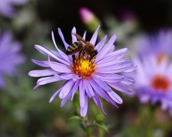 Close-up of bee pollinating on purple flower