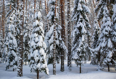 Trees on snow