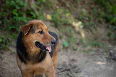 Close-up of dog looking away