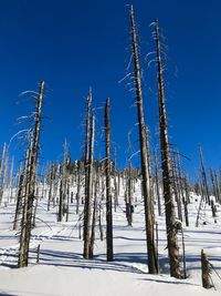 Trees on field against clear sky during winter