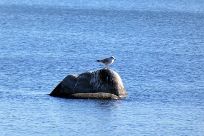 View of bird in sea