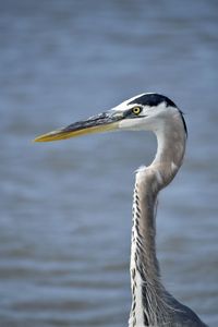 Close-up of a great blue heron staying in the shallow waters off the coast of hilton head island