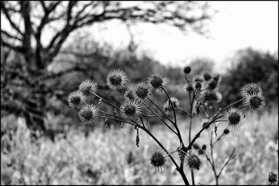 Close-up of thistle on plant