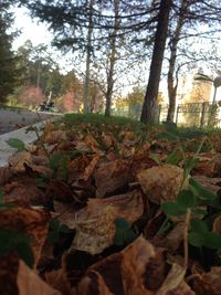 Autumn leaves on field