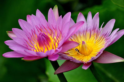 Close-up of flower blooming outdoors