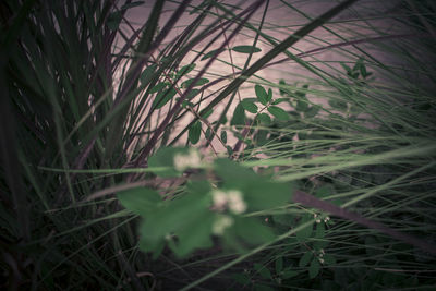 Close-up of fresh green grass