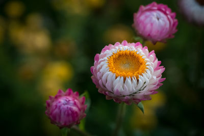 Close-up of pink flowering plant