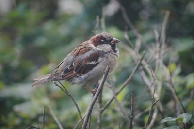 Close-up of bird perching on branch