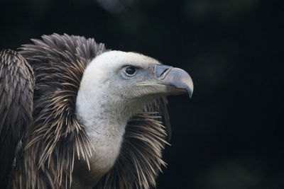 Close-up of bird