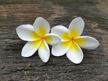 Close-up of white frangipani on wood