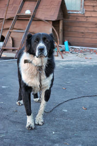 Portrait of dog standing outdoors