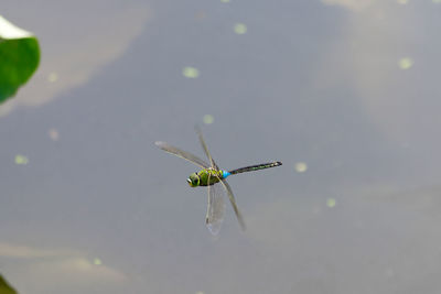 Close-up of damselfly on water