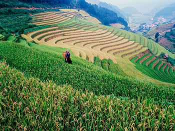 Terraced rice fields in northern vietnam areas