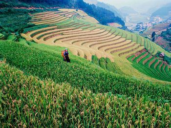 Scenic view of agricultural field