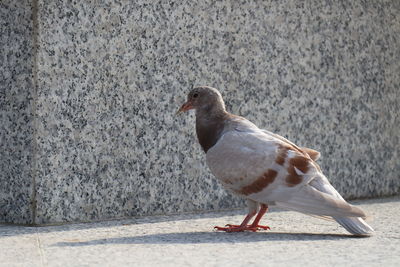 Side view of bird on wall