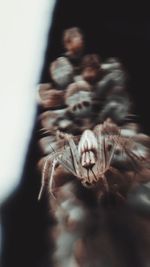 macro photography