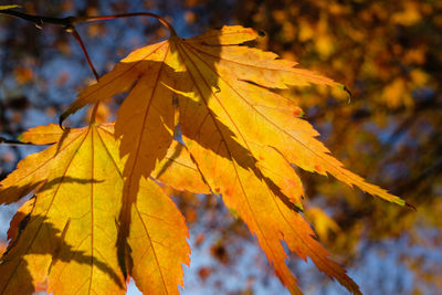 Close-up of maple leaves