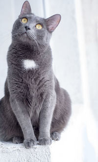 Portrait of cat sitting outdoors