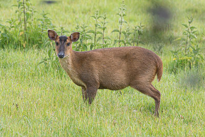 Portrait of lion standing on grass
