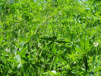 Full frame shot of plants