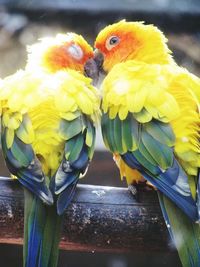 Close-up of birds perching on outdoors