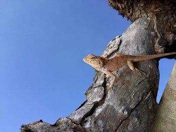 Low angle view of lizard on rock