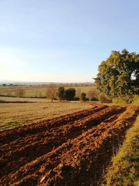 Scenic view of agricultural field against sky