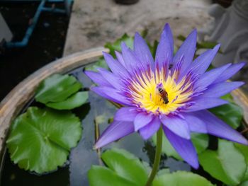 Close-up of purple water lily in pond