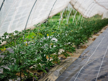 High angle view of plants growing in greenhouse