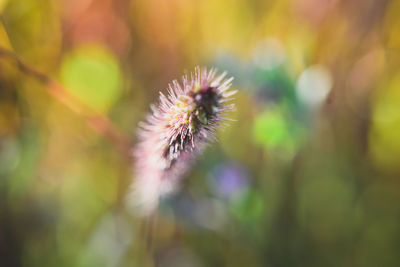 Close-up of pink flowering plant