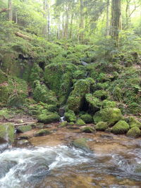 Scenic view of river flowing through forest