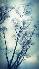 Low angle view of bare trees against sky