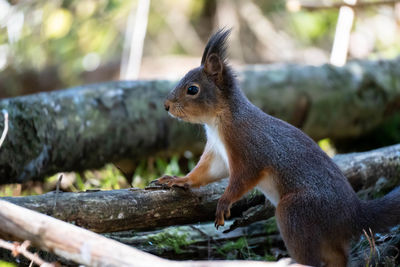 Close-up on a lovely squirrel on the forest floor.