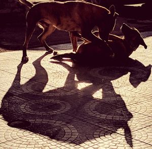 Shadow of a dog on footpath