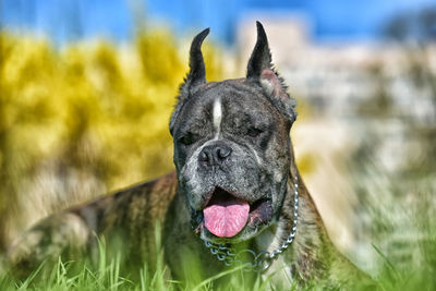 Close-up of a dog on field