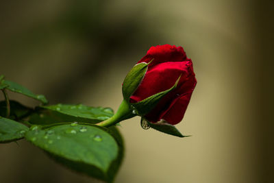 Close-up of red rose bud