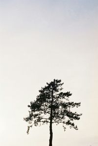 Low angle view of trees against clear sky