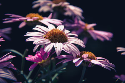 Close-up of pink flowering plant in park