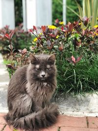 Portrait of cat sitting on flower
