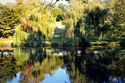 Reflection of trees in water